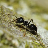Nématodes anti fourmis